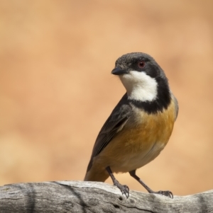 Pachycephala rufiventris at Cootamundra, NSW - 29 Nov 2021