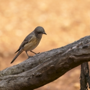 Pachycephala rufiventris at Cootamundra, NSW - 29 Nov 2021