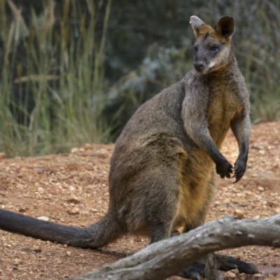 Wallabia bicolor (Swamp Wallaby) at Jindalee National Park - 29 Nov 2021 by trevsci