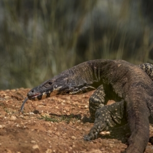 Varanus varius at Cootamundra, NSW - 29 Nov 2021