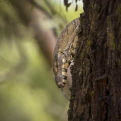 Varanus varius at Cootamundra, NSW - 29 Nov 2021