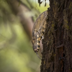 Varanus varius at Cootamundra, NSW - suppressed