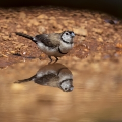 Stizoptera bichenovii (Double-barred Finch) at Jindalee National Park - 29 Nov 2021 by trevsci