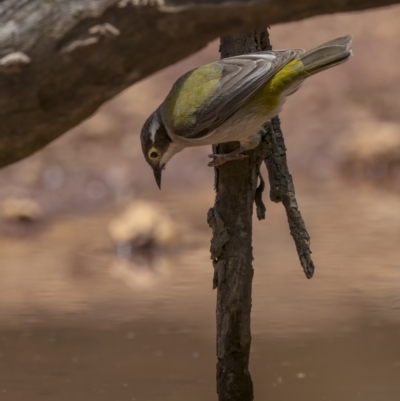 Melithreptus brevirostris (Brown-headed Honeyeater) at Cootamundra, NSW - 29 Nov 2021 by trevsci