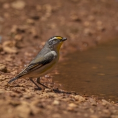 Pardalotus striatus (Striated Pardalote) at Cootamundra, NSW - 29 Nov 2021 by trevsci