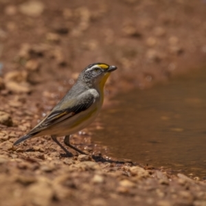 Pardalotus striatus at Cootamundra, NSW - 29 Nov 2021