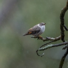 Daphoenositta chrysoptera (Varied Sittella) at Jindalee National Park - 18 Jul 2021 by trevsci