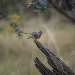 Petroica rosea (Rose Robin) at Jindalee National Park - 18 Jul 2021 by trevsci