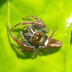 Opisthoncus grassator (Jumping spider) at Latham, ACT - 15 Oct 2022 by LD12