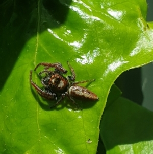 Opisthoncus grassator at Latham, ACT - 15 Oct 2022