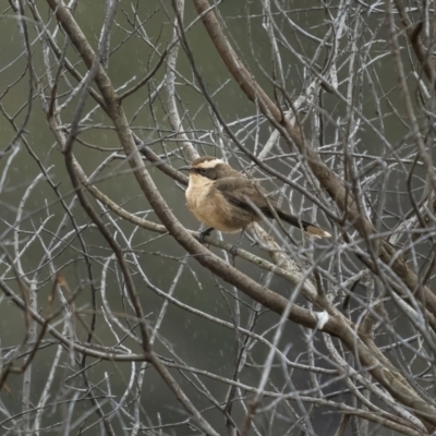Pomatostomus superciliosus (White-browed Babbler) at Cootamundra, NSW - 18 Jul 2021 by trevsci