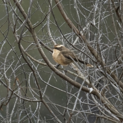 Pomatostomus superciliosus (White-browed Babbler) at Jindalee National Park - 18 Jul 2021 by trevsci