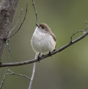 Acanthiza uropygialis at Cootamundra, NSW - 18 Jul 2021