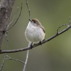 Acanthiza uropygialis (Chestnut-rumped Thornbill) at Cootamundra, NSW - 18 Jul 2021 by trevsci
