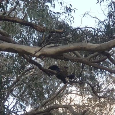 Corcorax melanorhamphos (White-winged Chough) at Pialligo, ACT - 14 Oct 2022 by LD12