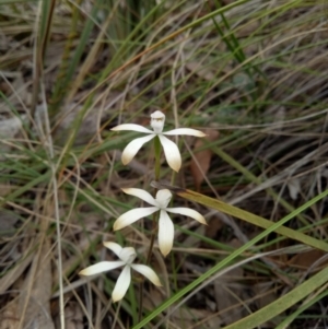 Caladenia ustulata at Bruce, ACT - suppressed