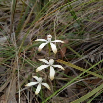 Caladenia ustulata (Brown Caps) at Black Mountain - 16 Oct 2022 by DesB