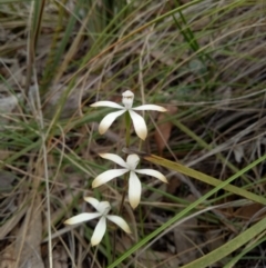Caladenia ustulata (Brown Caps) at Bruce, ACT - 16 Oct 2022 by DesB