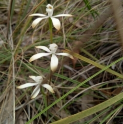 Caladenia ustulata at Bruce, ACT - suppressed