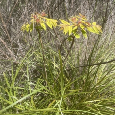 Ailanthus altissima (Tree-of-Heaven) at Aranda Bushland - 16 Oct 2022 by lbradley