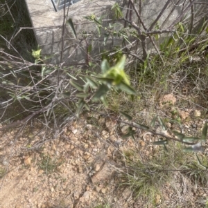 Pavonia hastata at Aranda, ACT - 16 Oct 2022