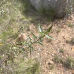 Pavonia hastata at Aranda, ACT - 16 Oct 2022 02:51 PM