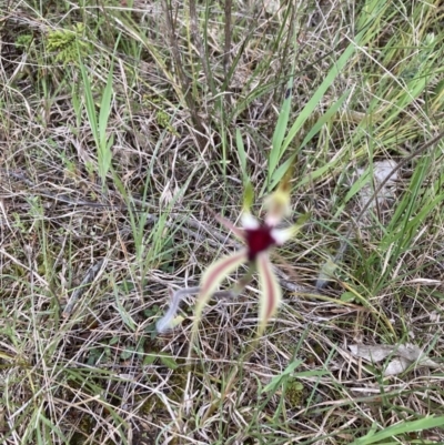 Caladenia atrovespa (Green-comb Spider Orchid) at Black Mountain - 15 Oct 2022 by Jenny54