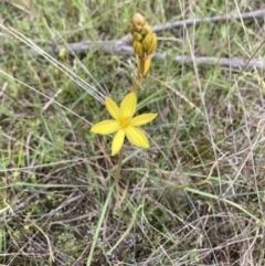 Bulbine bulbosa (Golden Lily) at Molonglo Valley, ACT - 15 Oct 2022 by Jenny54