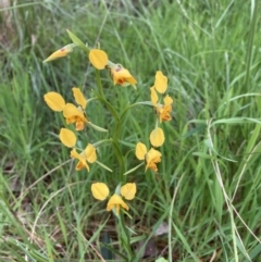 Diuris nigromontana (Black Mountain Leopard Orchid) at Black Mountain - 15 Oct 2022 by Jenny54