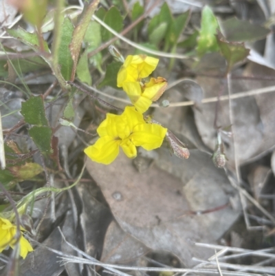 Goodenia hederacea subsp. hederacea (Ivy Goodenia, Forest Goodenia) at Aranda Bushland - 16 Oct 2022 by lbradley