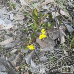 Goodenia hederacea subsp. hederacea at Aranda, ACT - 16 Oct 2022 03:37 PM