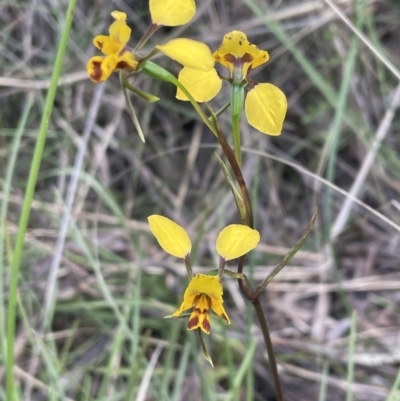 Diuris nigromontana (Black Mountain Leopard Orchid) at Gossan Hill - 16 Oct 2022 by JVR