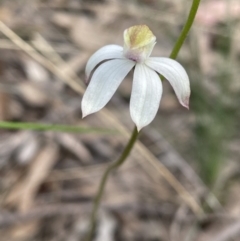 Caladenia moschata (Musky Caps) at Bruce, ACT - 16 Oct 2022 by JVR