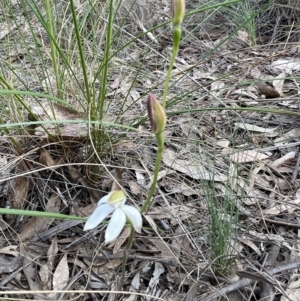 Caladenia moschata at Bruce, ACT - suppressed