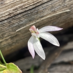 Caladenia carnea (Pink Fingers) at Bruce, ACT - 16 Oct 2022 by JVR