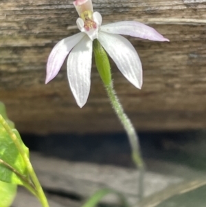 Caladenia carnea at Bruce, ACT - suppressed