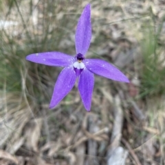 Glossodia major (Wax Lip Orchid) at Bruce, ACT - 16 Oct 2022 by JVR