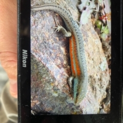 Carlia tetradactyla (Southern Rainbow Skink) at Coree, ACT - 16 Oct 2022 by BrianHerps