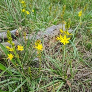 Bulbine bulbosa at Jerrabomberra, ACT - 16 Oct 2022