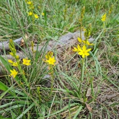 Bulbine bulbosa (Golden Lily) at Callum Brae - 16 Oct 2022 by Mike