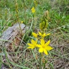 Bulbine bulbosa at Jerrabomberra, ACT - 16 Oct 2022