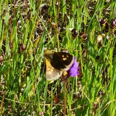 Linaria pelisseriana (Pelisser's Toadflax) at Jerrabomberra, ACT - 16 Oct 2022 by Mike