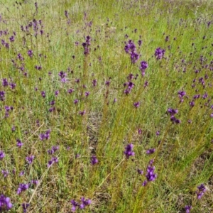 Linaria pelisseriana at Jerrabomberra, ACT - 16 Oct 2022