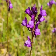 Linaria pelisseriana at Jerrabomberra, ACT - 16 Oct 2022