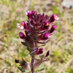 Parentucellia latifolia (Red Bartsia) at Jerrabomberra, ACT - 16 Oct 2022 by Mike