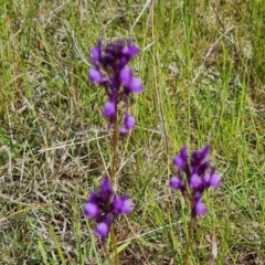 Linaria pelisseriana (Pelisser's Toadflax) at Callum Brae - 16 Oct 2022 by Mike