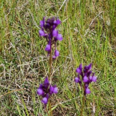 Linaria pelisseriana (Pelisser's Toadflax) at Jerrabomberra, ACT - 16 Oct 2022 by Mike