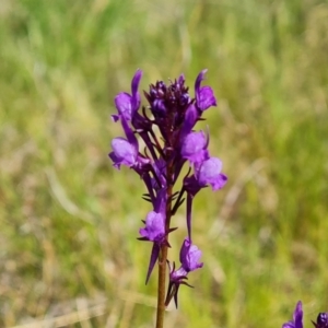 Linaria pelisseriana at Jerrabomberra, ACT - 16 Oct 2022 02:57 PM