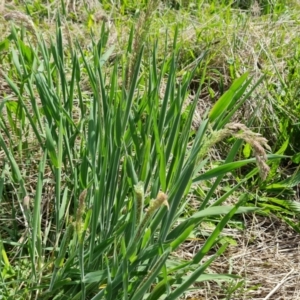 Holcus lanatus at Jerrabomberra, ACT - 16 Oct 2022