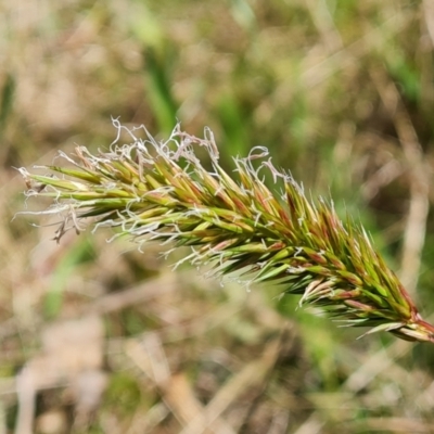 Anthoxanthum odoratum (Sweet Vernal Grass) at Jerrabomberra, ACT - 16 Oct 2022 by Mike